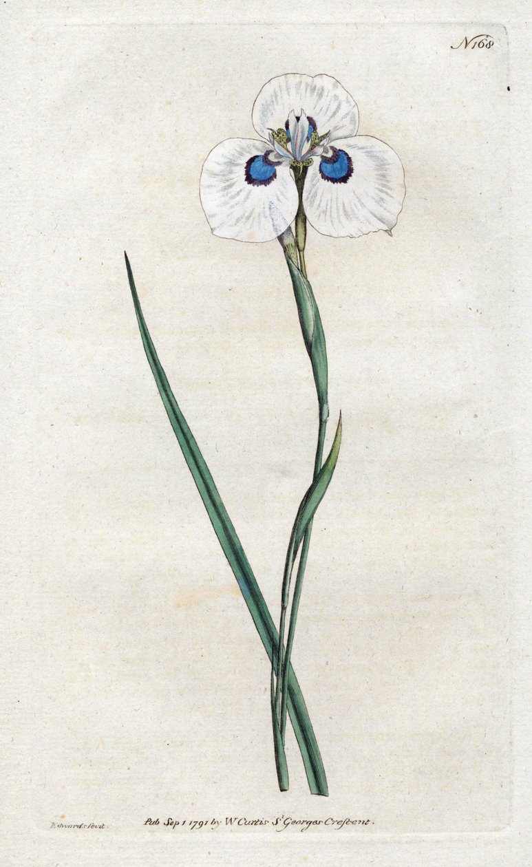 Iris paon - Sydenham Teast Edwards