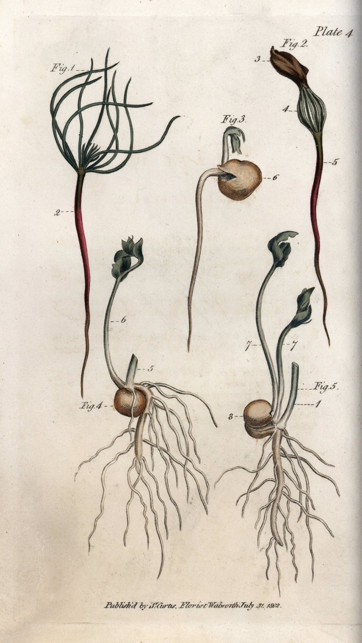 Pois, graine légumineuse ayant différents stades de germination. Gravure sur cuivre coloriée, illustration de Sydenham Edwards (1768-1819) pour les conférences de botanique, jardin botanique de Lambeth (Angleterre) - Sydenham Teast Edwards
