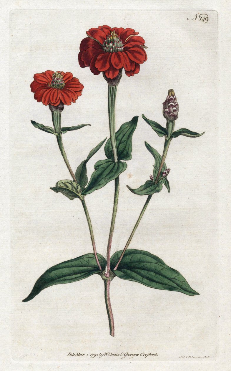 Zinnia péruvienne ou bresine - Lithographie de Sydenham Edwards, du Botanical Magazine de William Curtis - Sydenham Teast Edwards