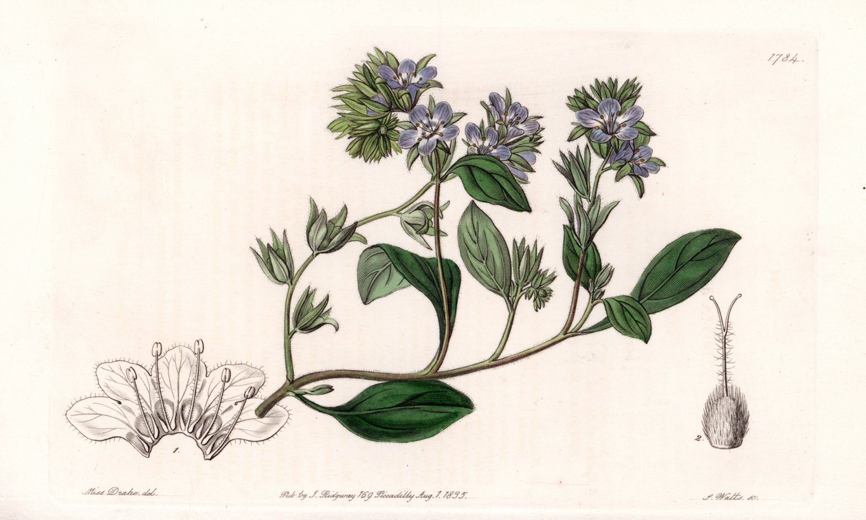Phacelia, endémique de Californie - Gravé par S. Watts, d
