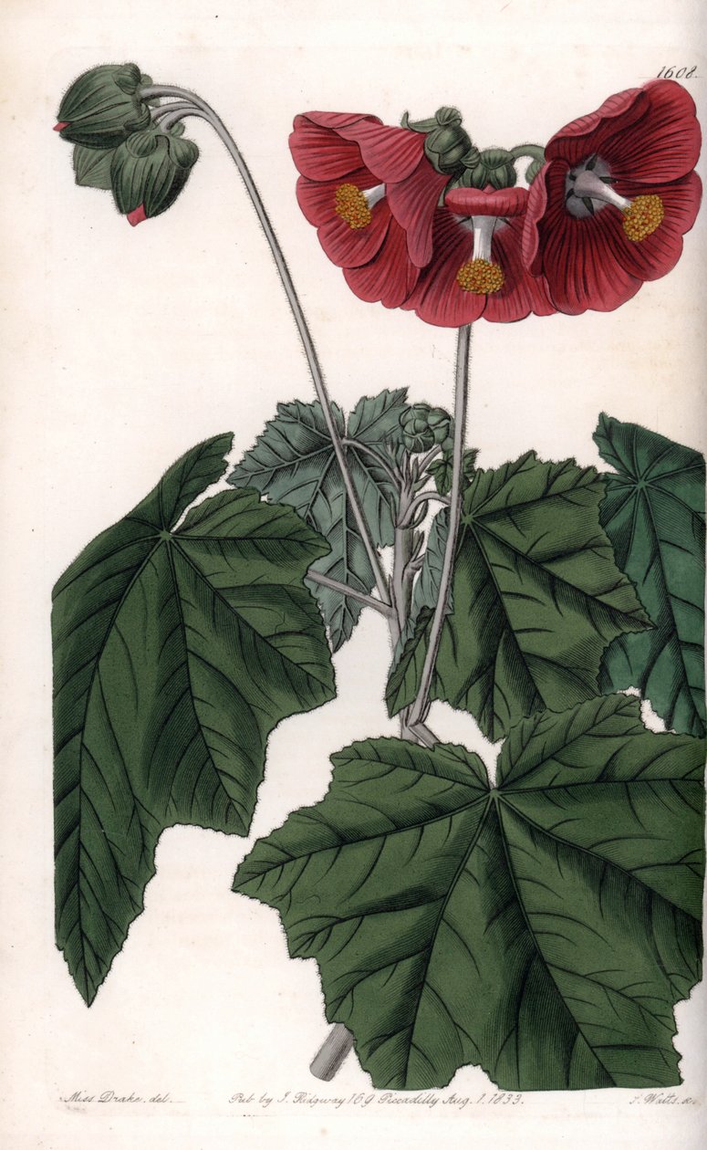 Phymosia variété, fleurs rouges, originaire du Mexique - Sydenham Teast Edwards