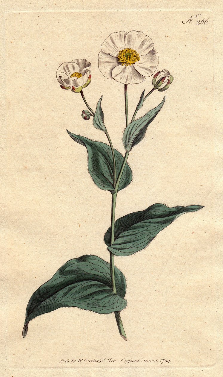 Renoncule à feuilles de plantain - Sydenham Teast Edwards