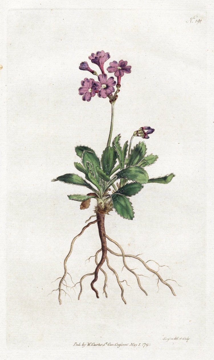 Primevère marginée - Lithographie par Sydenham Edwards, planche du Botanical Magazine de William Curtis - Sydenham Teast Edwards