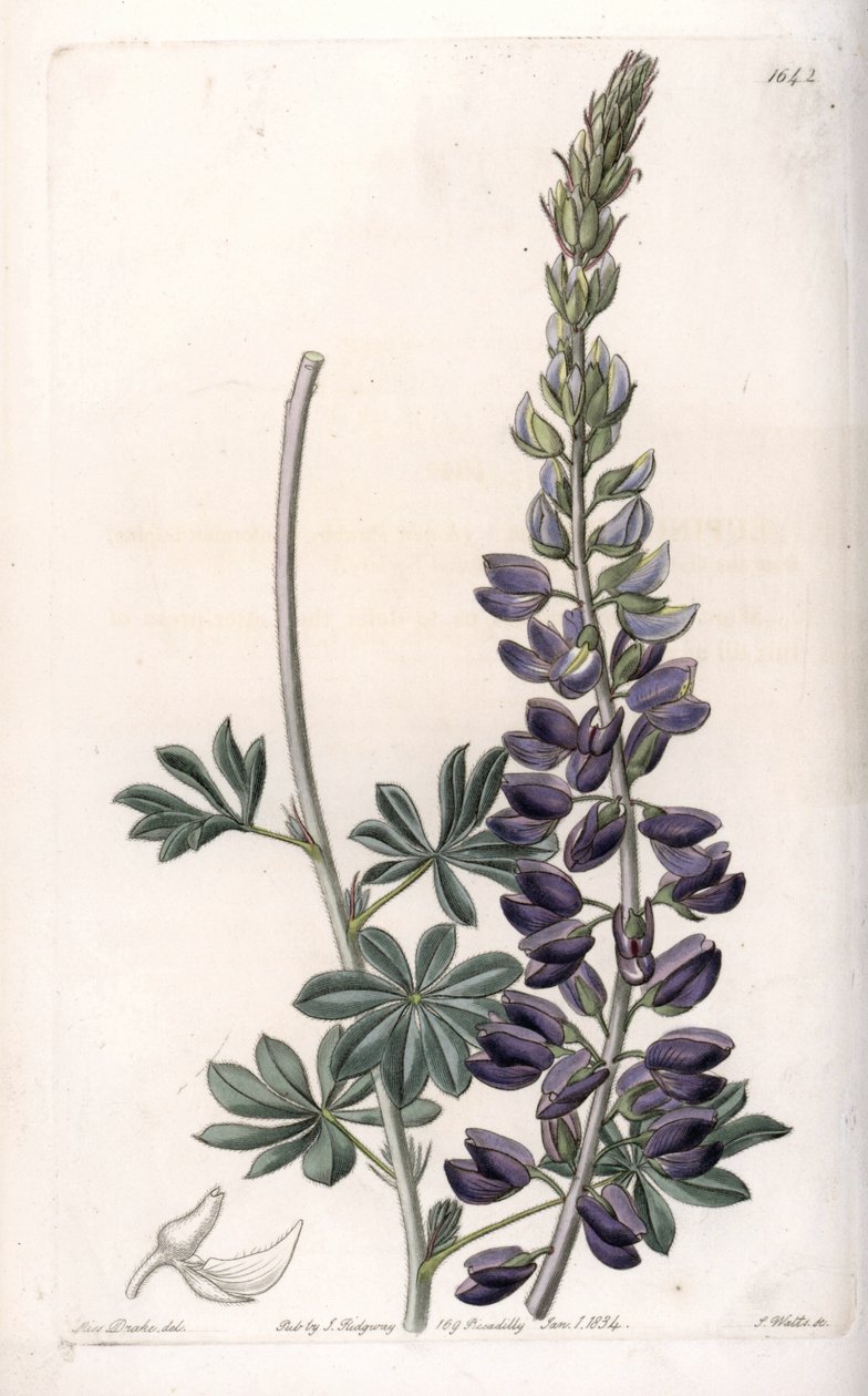 Lupin pourpre variété - Sydenham Teast Edwards