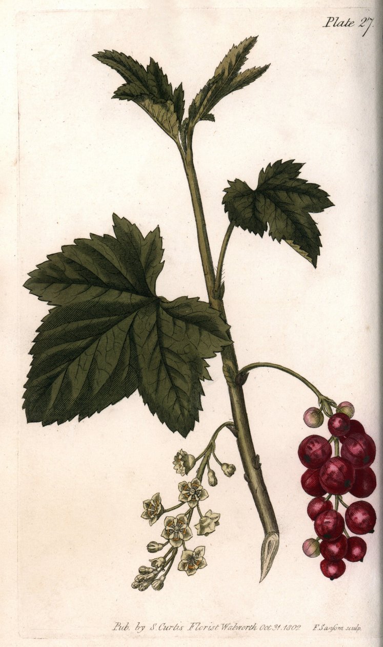Groseille rouge - Sydenham Teast Edwards