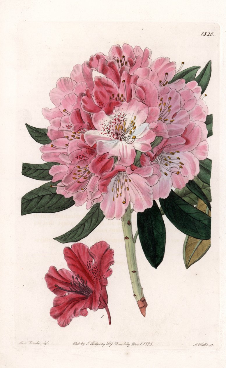 Rhododendron hybride Variete - Gravure par S.Watts, d