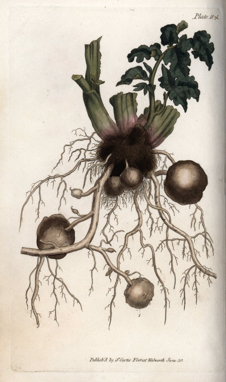 Racines et tubercules de pomme de terre de semence - Sydenham Teast Edwards