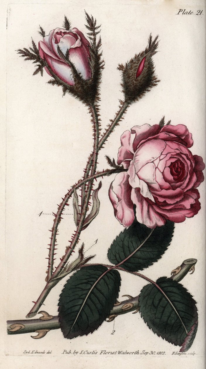 Rose, fleur de rose cent feuilles. Gravure sur cuivre coloriée, illustration de Sydenham Edwards (1768-1819) pour les conférences de botanique, jardin botanique de Lambeth (Angleterre) - Sydenham Teast Edwards