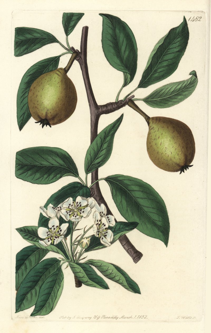Poire à feuilles de sauge - Pyrus salviifolia - Sydenham Teast Edwards