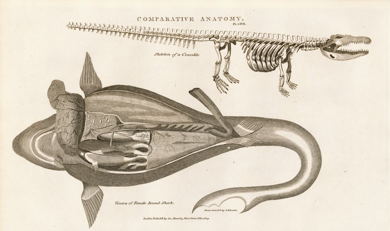 Anatomie du requin et squelette du crocodile - Sydenham Teast Edwards