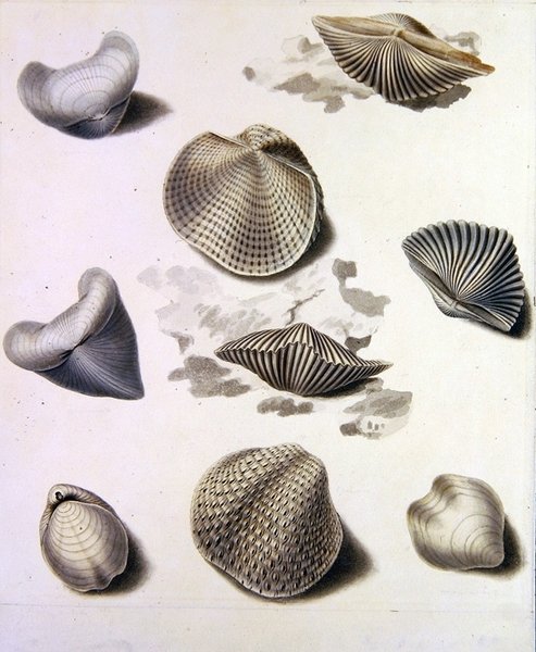 Coquillages et flore marine - Sydenham Teast Edwards