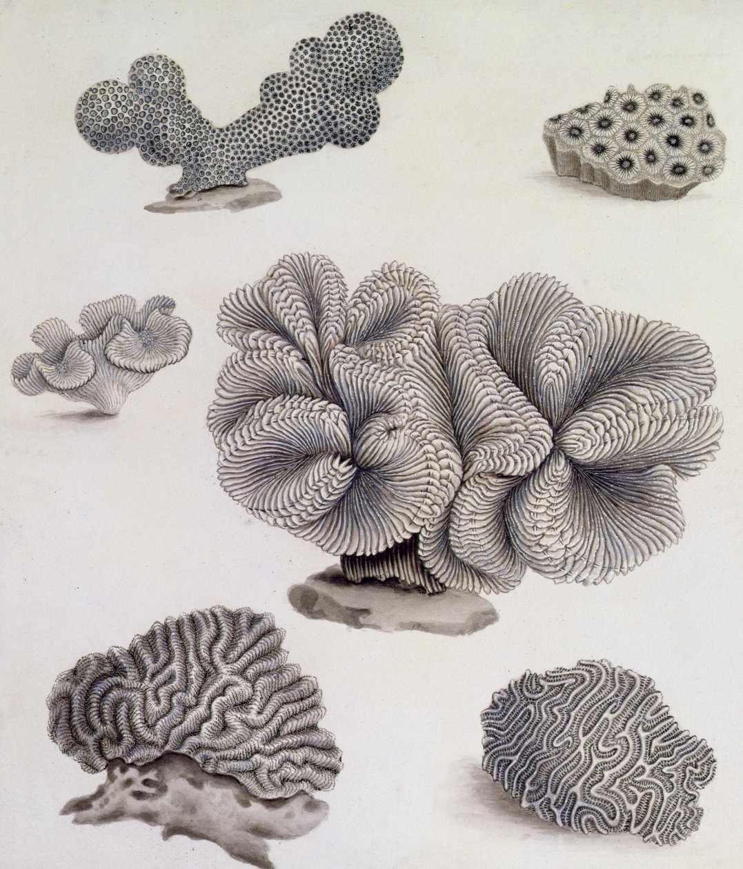 Coquillages et flore marine - Sydenham Teast Edwards
