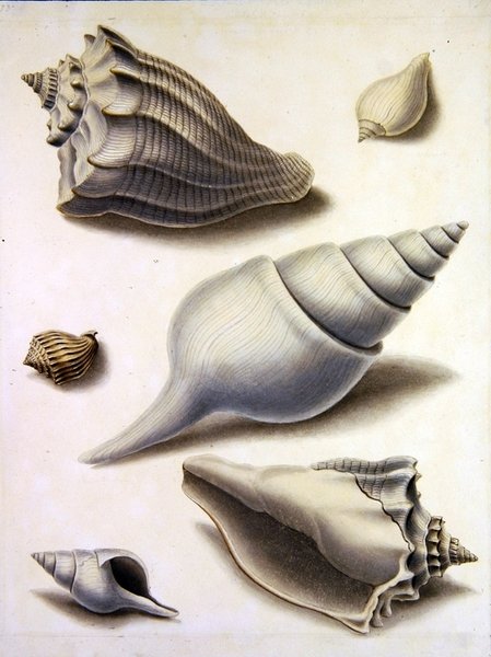 Coquillages et flore marine - Sydenham Teast Edwards