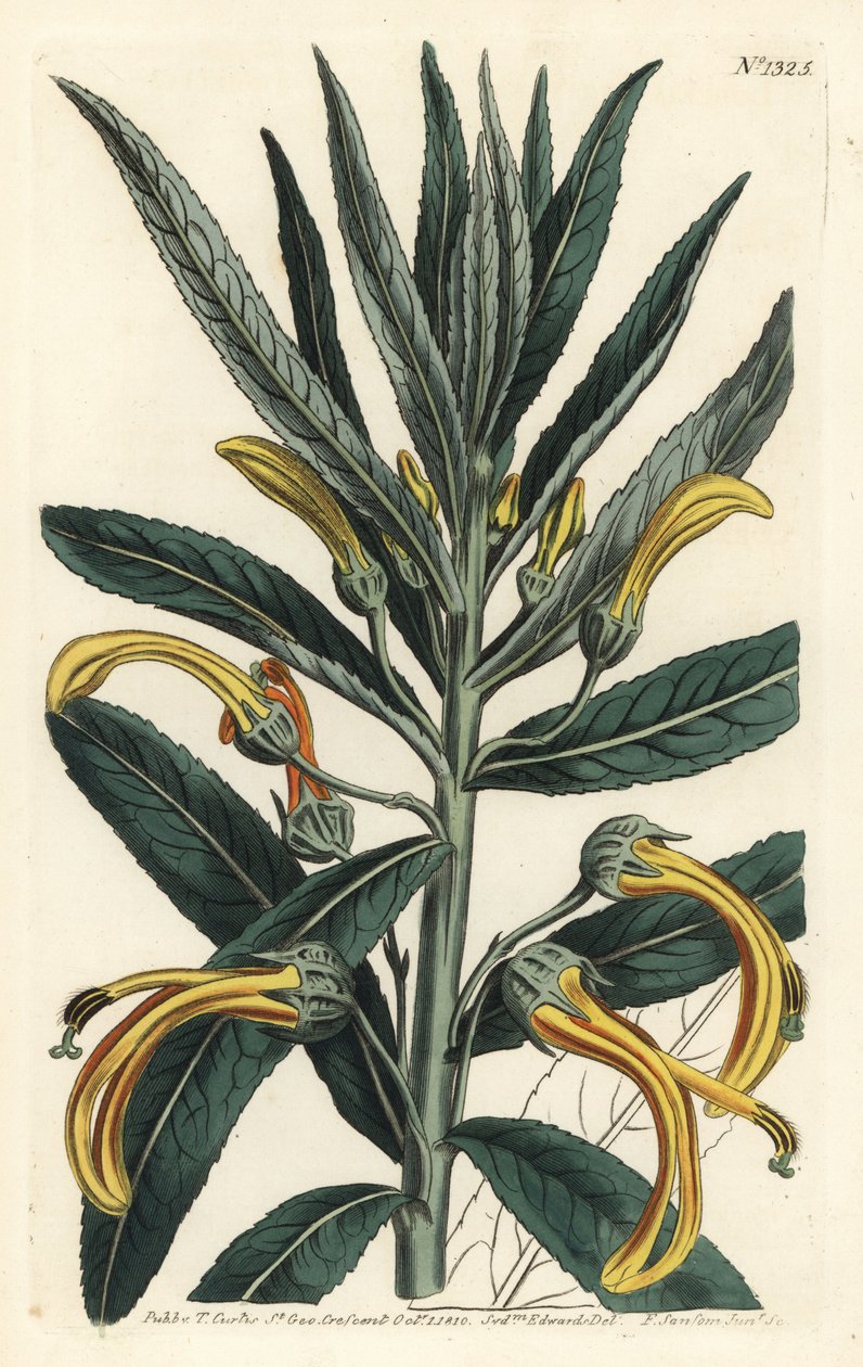 Siphocampylus giganteus, en danger (Lobélie géante, Lobelia gigantea). Gravure à la main en cuivre par F. Sansom Jr. d