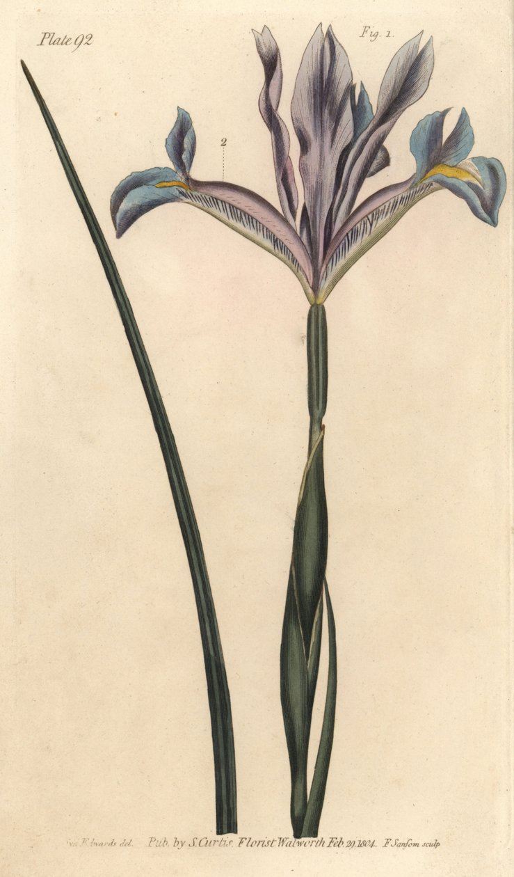 Iris d