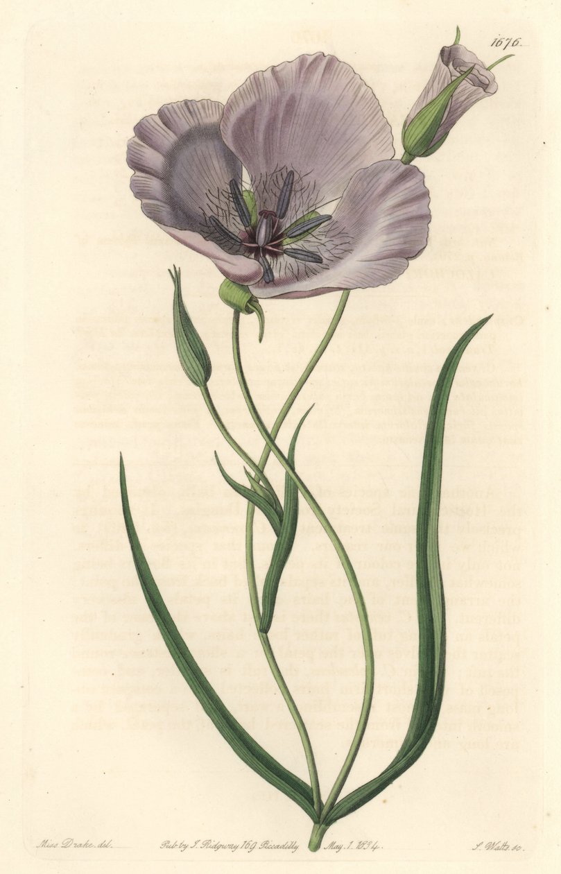 Calochorte splendide (mariposa splendide), originaire de Californie - Calochortus satiné ou lys mariposa splendide, Calochortus splendens, originaire de Californie - Gravure sur cuivre coloriée à la main par S. Watts d