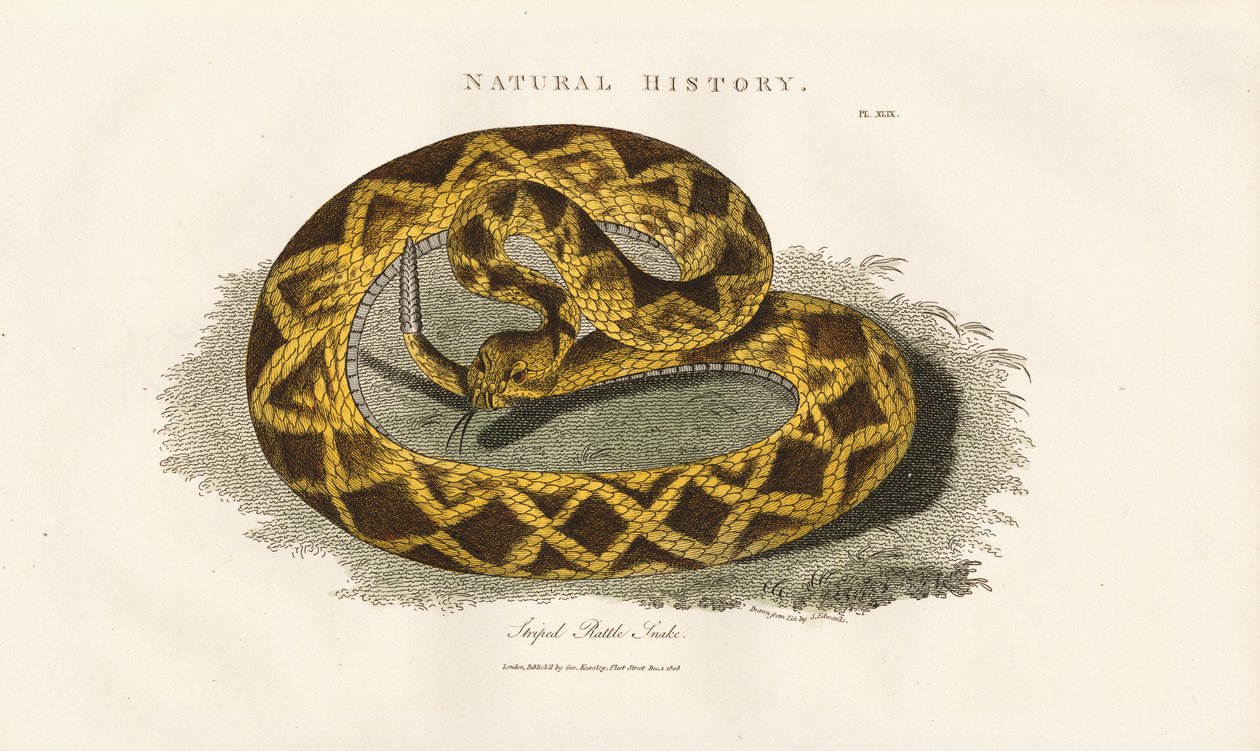 Serpent à sonnettes rayé - Sydenham Teast Edwards