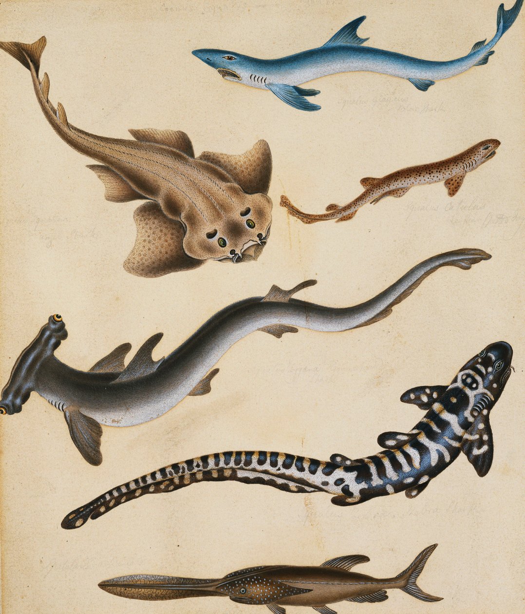 Études de poissons, y compris requin, brochet, carpe et dorade - Sydenham Teast Edwards