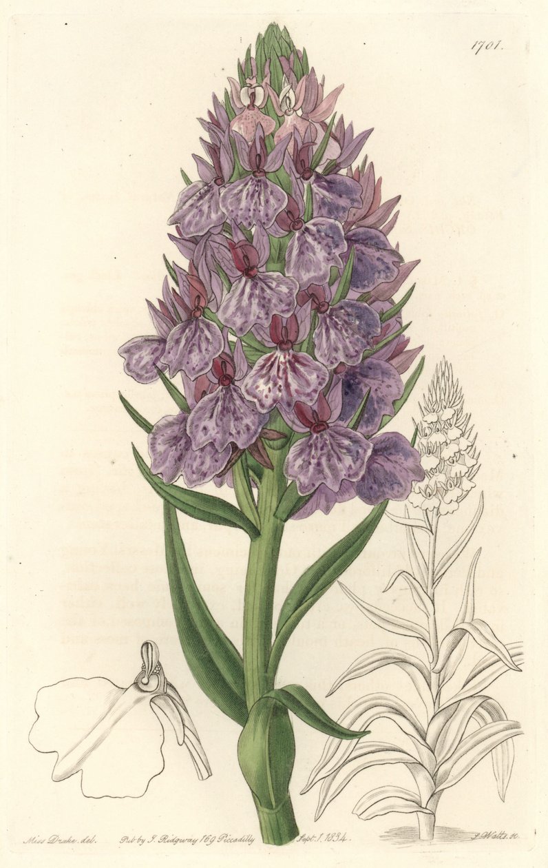 Orchidée terrestre, endémique de l