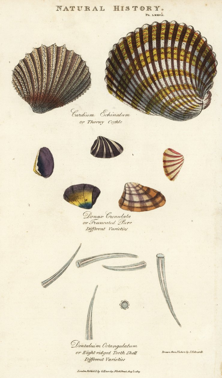 Coquille épineuse, Cardium echinatum, purr tronqué, Donax crenulata, et coquille à huit crêtes, Dentalium octangulatum - Sydenham Teast Edwards