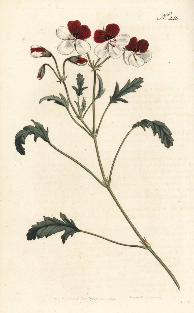 Bec-de-grue tricolore, Pelargonium tricolor. Gravure à la main par Sansom d