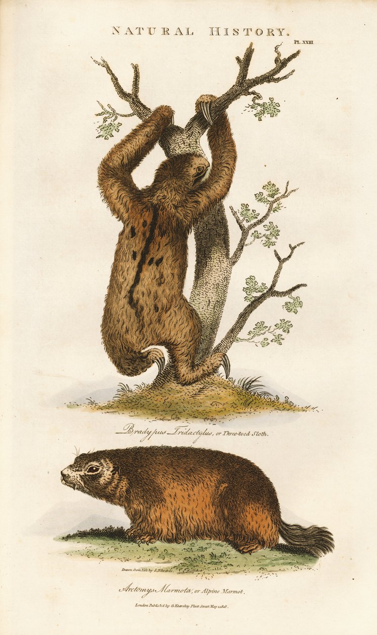 Paresseux à trois doigts et marmotte des Alpes - Sydenham Teast Edwards