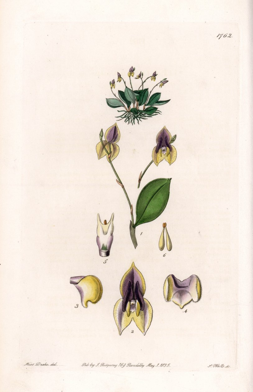 Lepanthe à trois dents - Sydenham Teast Edwards