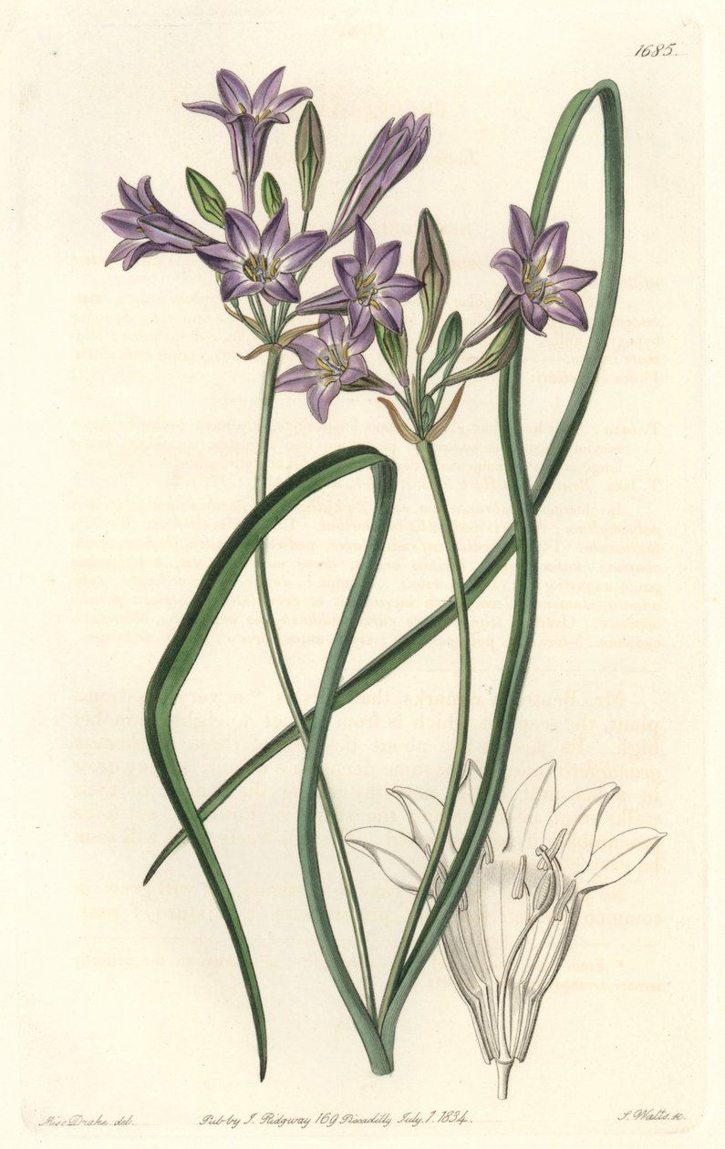 Triteleia ou brodiacea lâche (illustration de Sarah Anne Drake) - Sydenham Teast Edwards