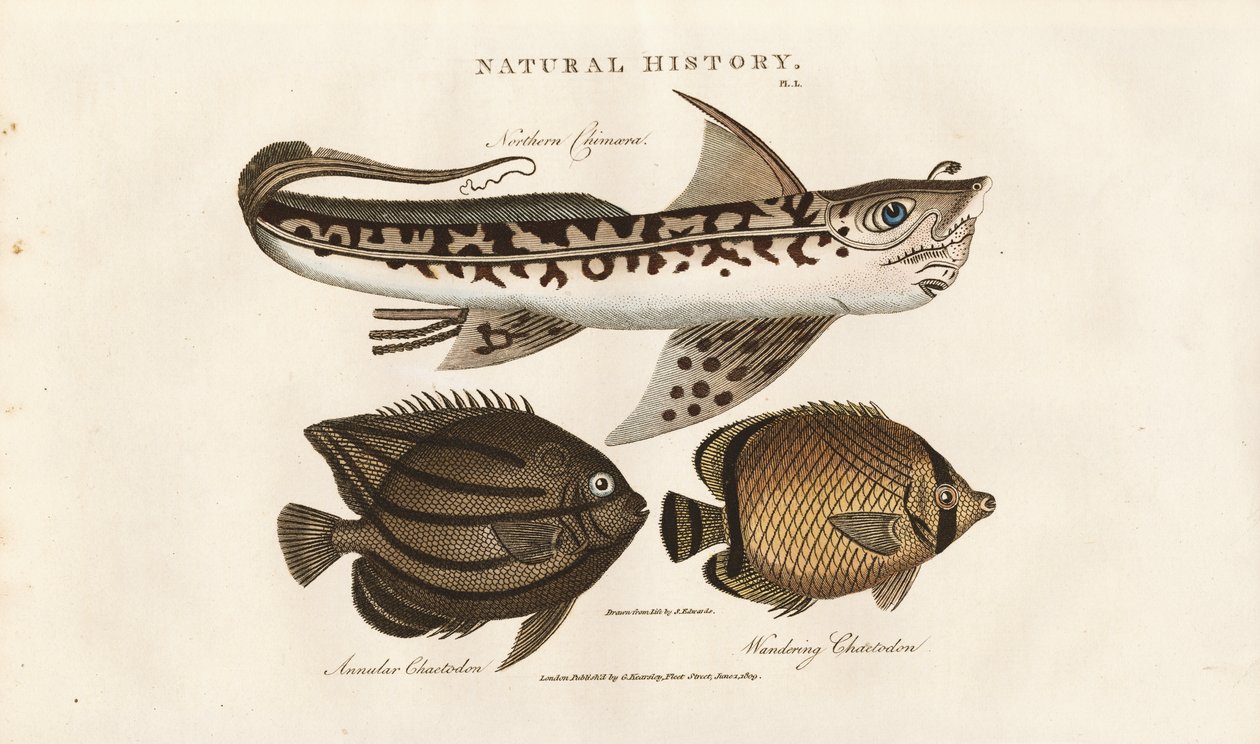 Poissons tropicaux : Remora et poisson-papillon - Sydenham Teast Edwards