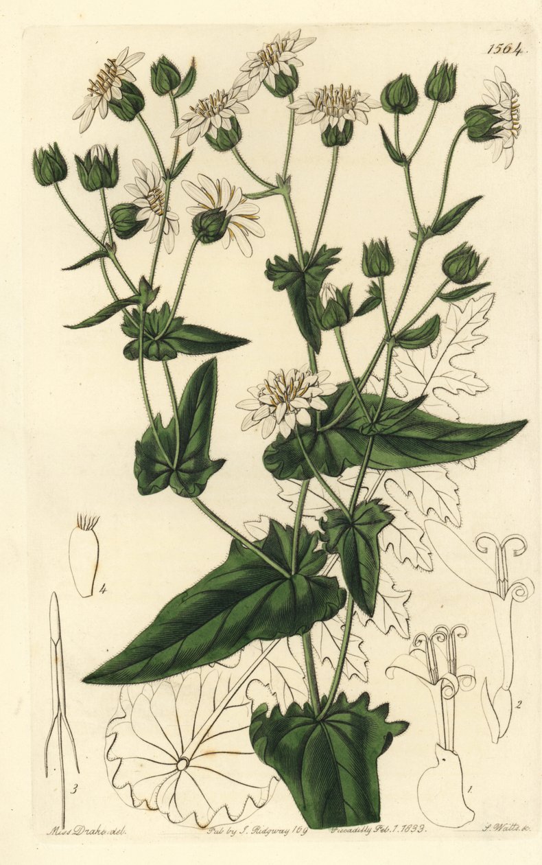 Musc-succory à feuilles de navet, Moscharia pinnatifida (illustration de Sarah Drake, gravure de S. Watts) - Sydenham Teast Edwards