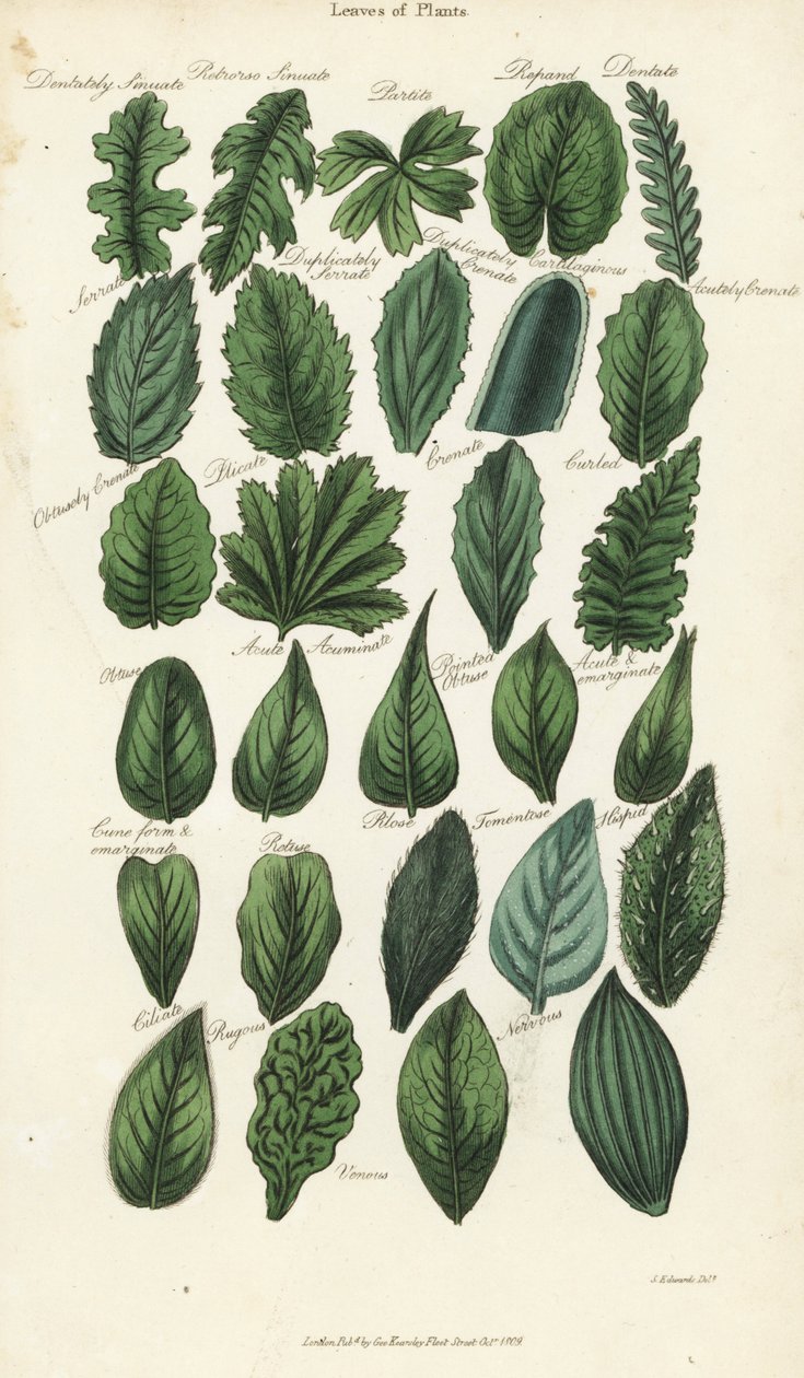 Types de feuilles de plantes. Gravure à la main en cuivre après Sydenham Edwards de la Pantologia de John Mason Good, une nouvelle encyclopédie, G. Kearsley, Londres - Sydenham Teast Edwards