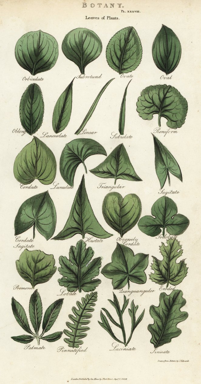 Types de feuilles de plantes - Sydenham Teast Edwards