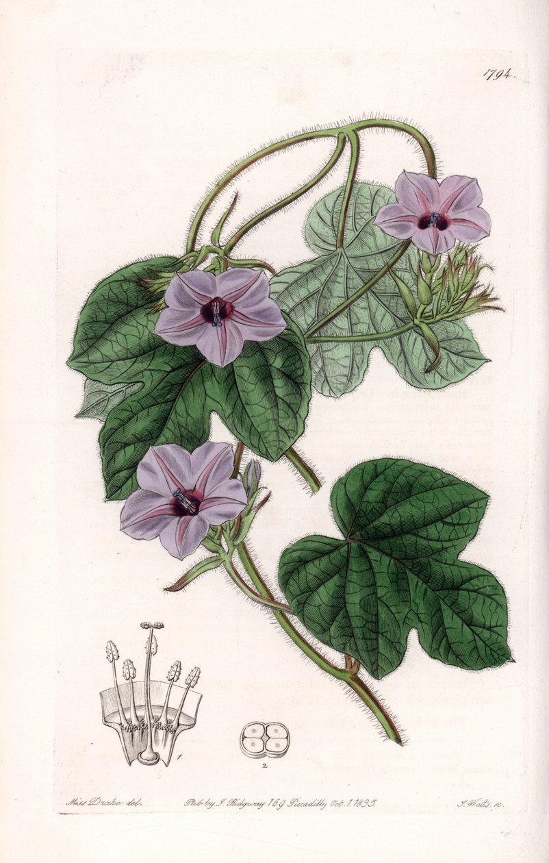 Variété d