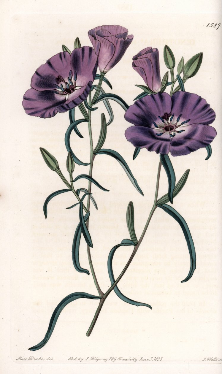 Variété de Clarkia, originaire d