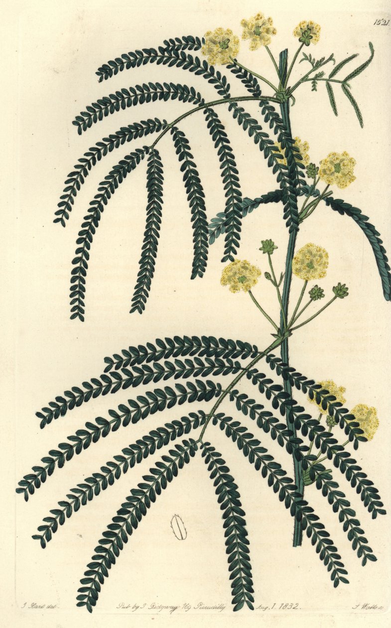 Variété d