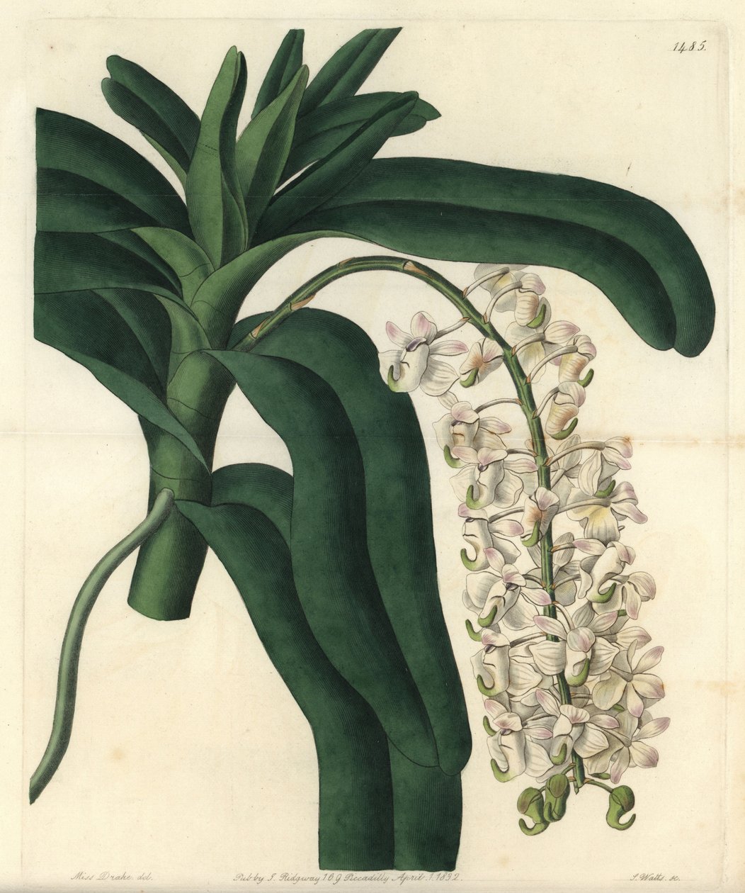 Orchidée à brosse de renard - Sydenham Teast Edwards