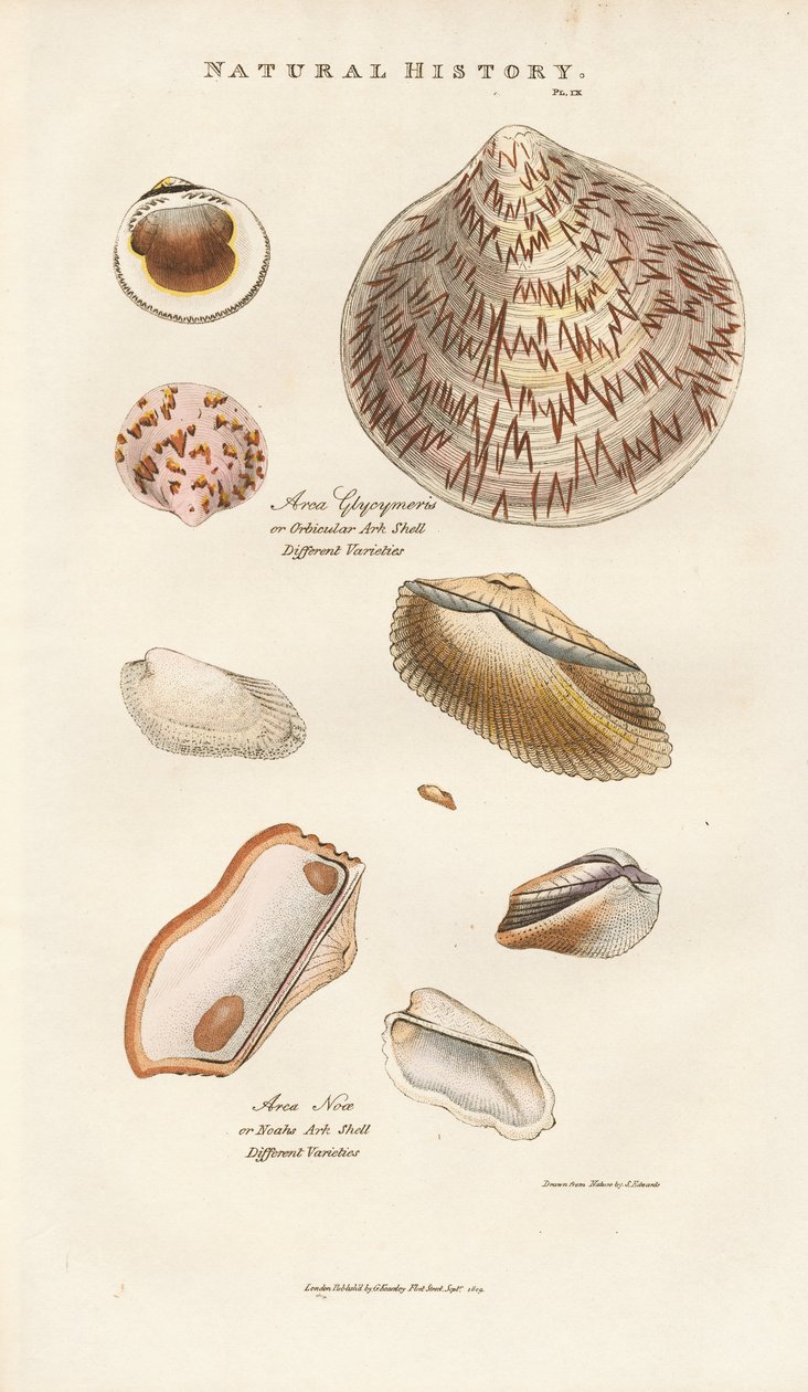Diverses coquilles d