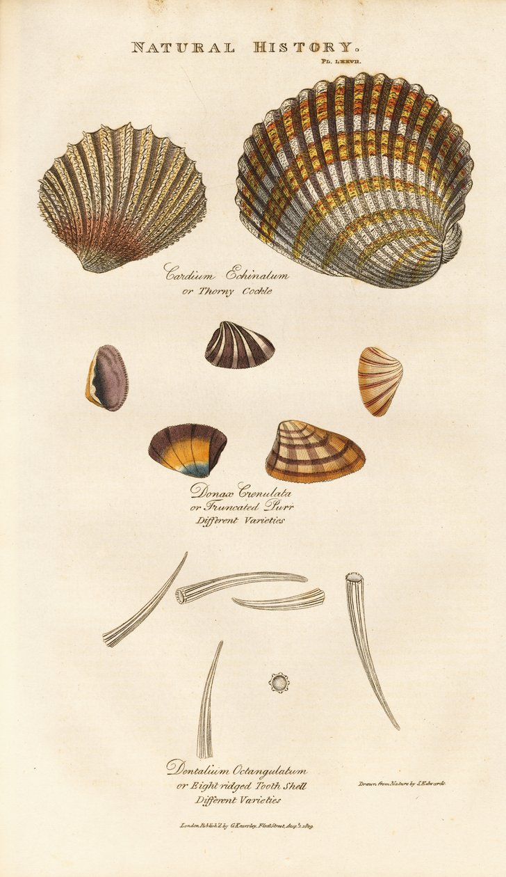 Diverses espèces de coquillages - Sydenham Teast Edwards