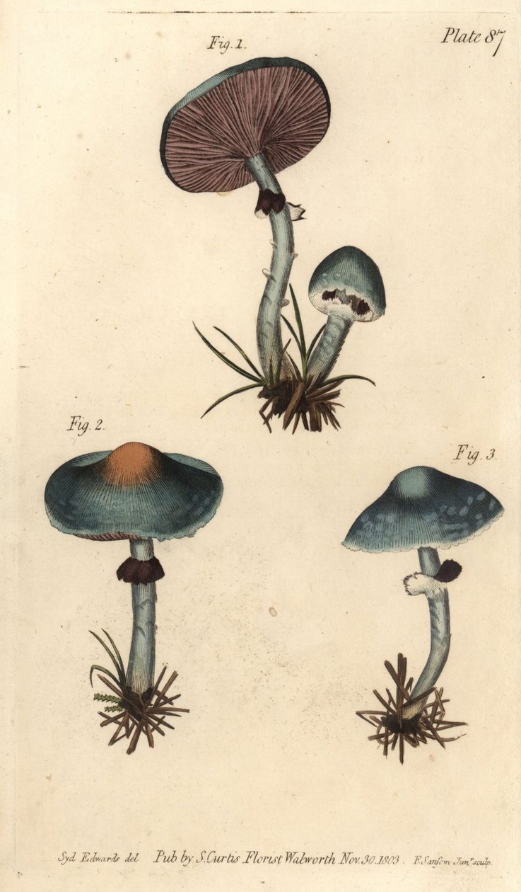 Agaric verdoyant, Stropharia aeruginosa, Fungi, Cryptogamia - Sydenham Teast Edwards
