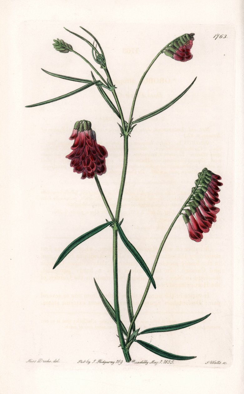 Variété de vesces - Gravure par S. Watts d