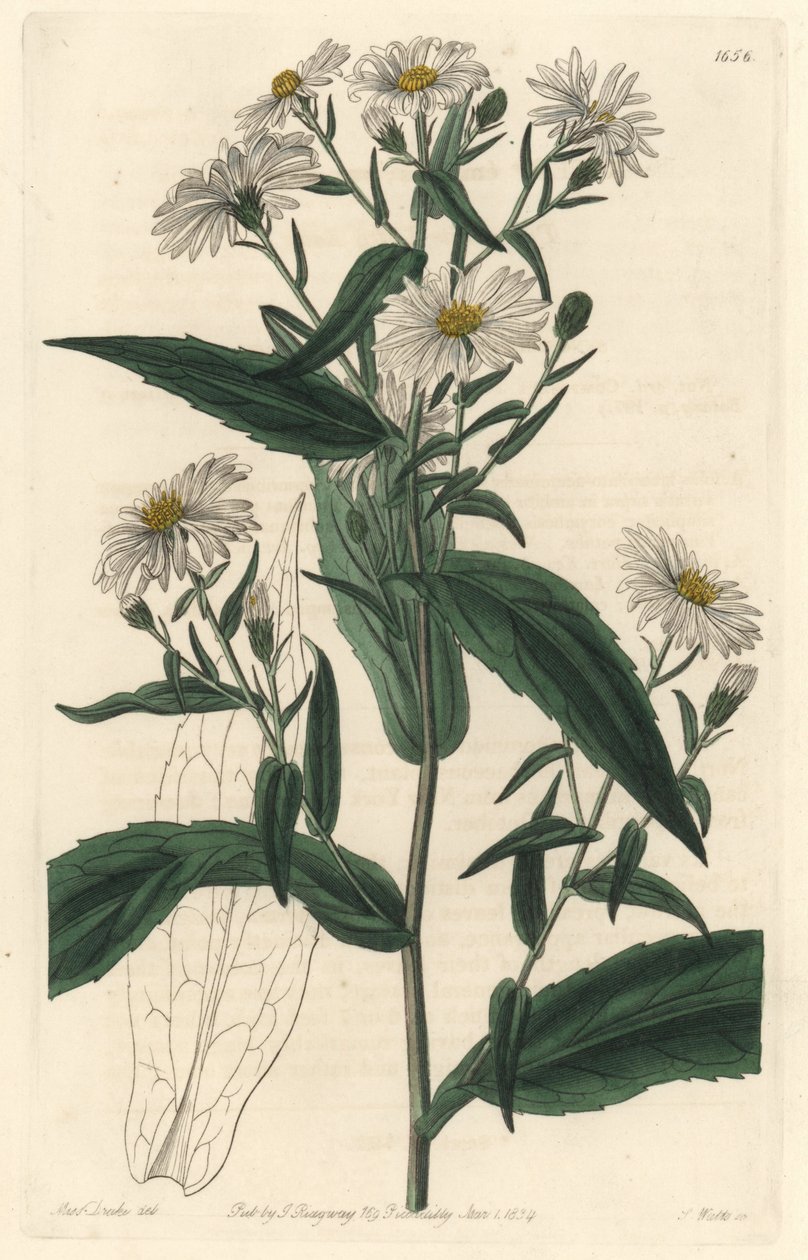 Aster de Virginie ou Moissonneur - Eau-forte par S. Watts d