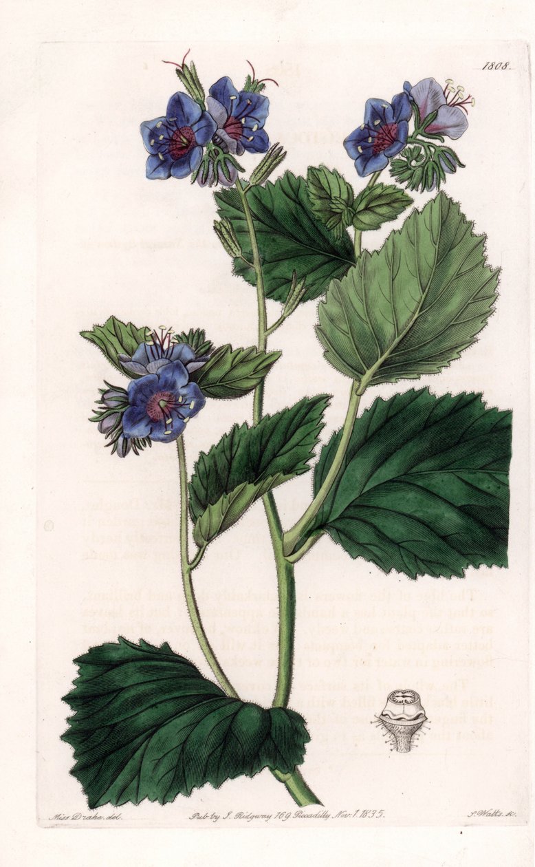 Phacélie visqueuse - Planche gravée par S. Watts, d