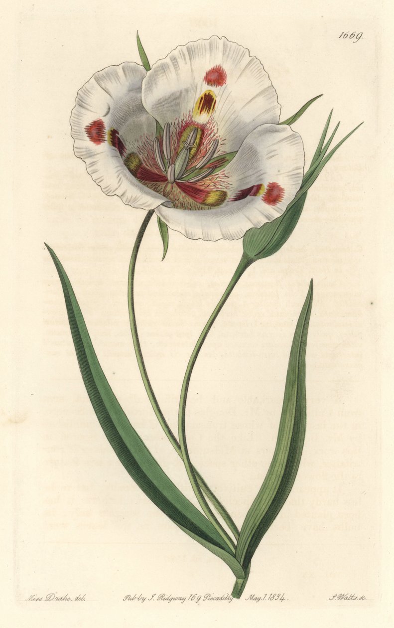 Calochorte à fleurs blanches (mariposa), natif de Californie - Sydenham Teast Edwards