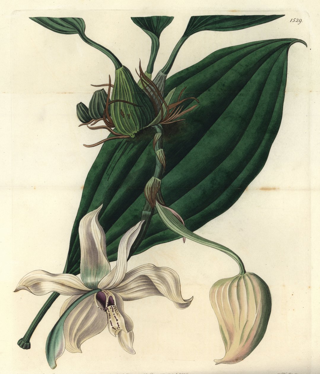 Variété d