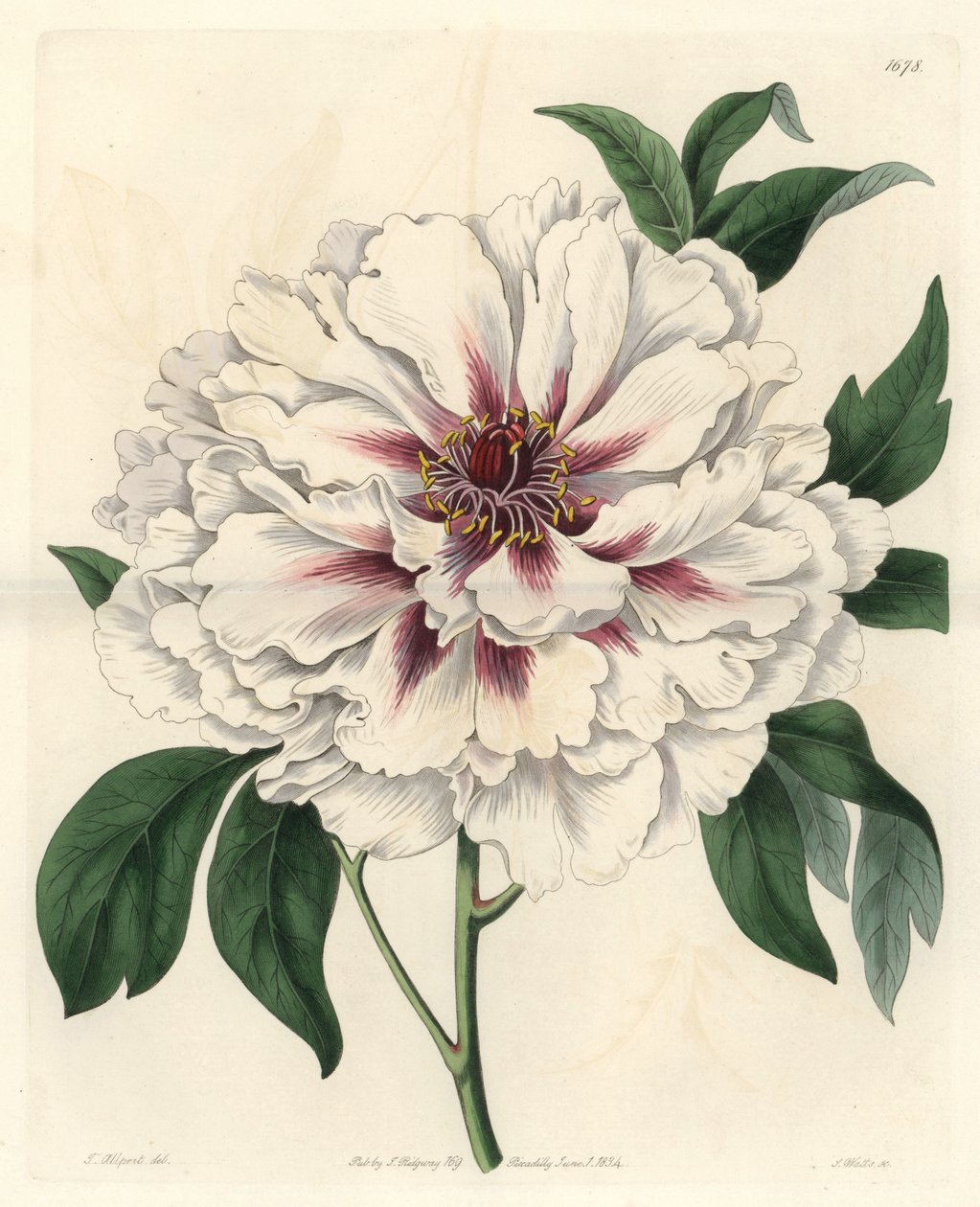 Pivoine arbustive blanche (illustration de Thomas Allport) - Sydenham Teast Edwards
