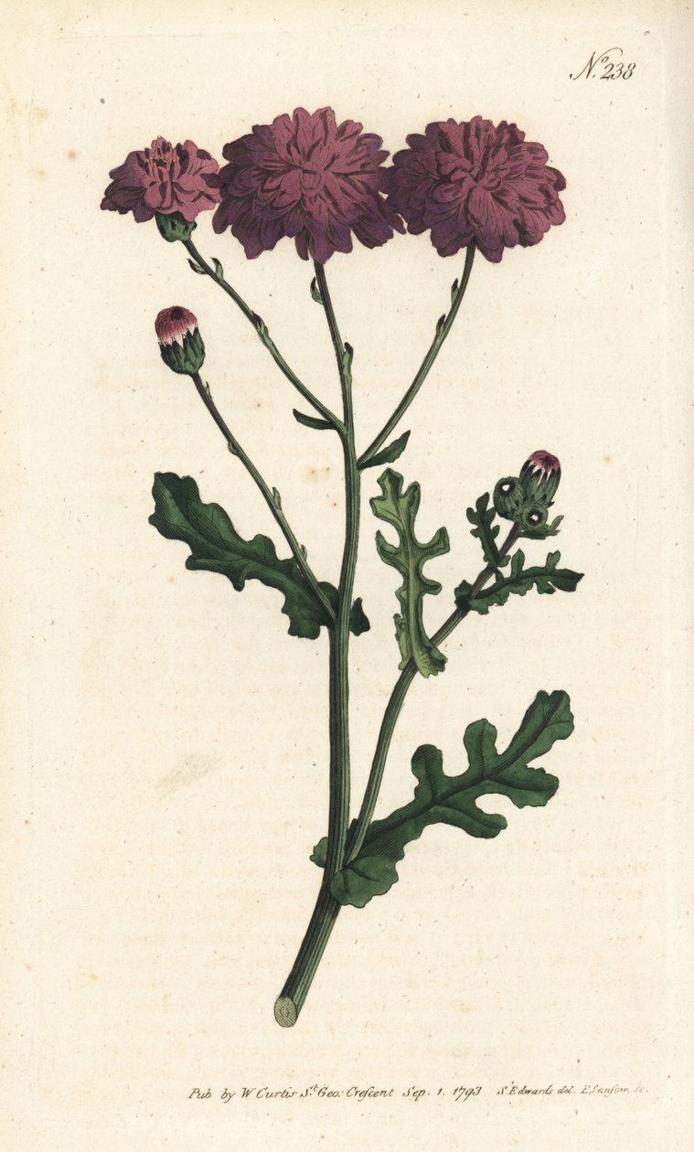 Cinéraire sauvage - Séneçon élégant. Gravure à la main par Sansom d