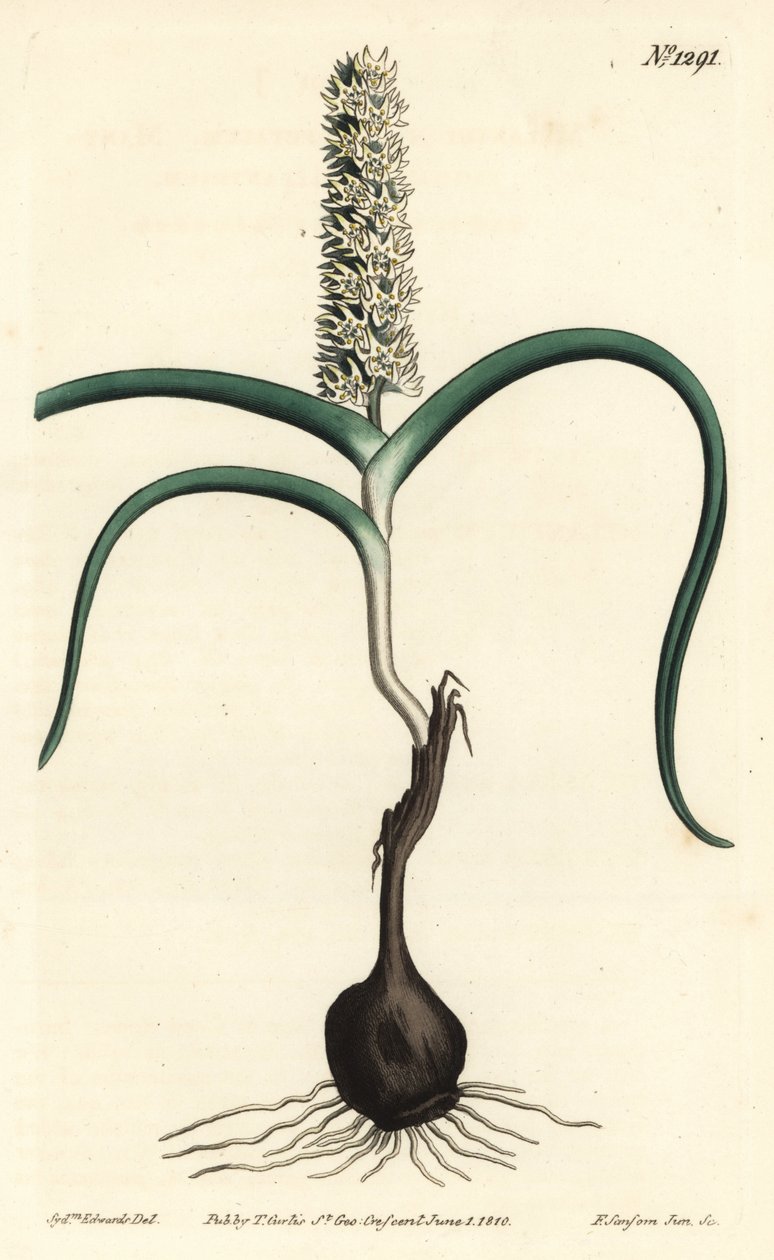 Wurmbea monopetala (illustration de Sydenham Edwards, gravure de F. Sansom Jr.) - Sydenham Teast Edwards