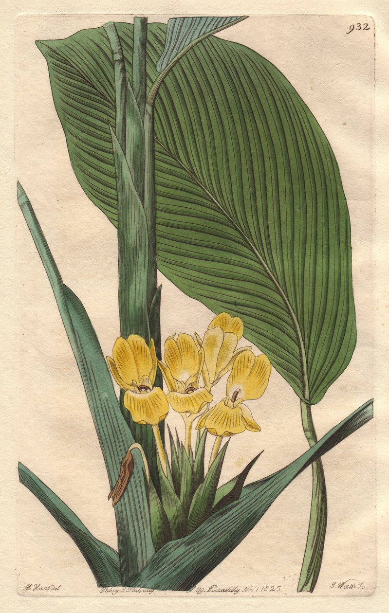 Calathea à fleurs jaunes, originaire du Brésil - du Botanical Register - Sydenham Teast Edwards