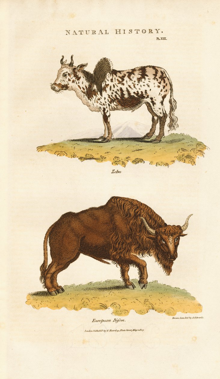 Zébu et bison d