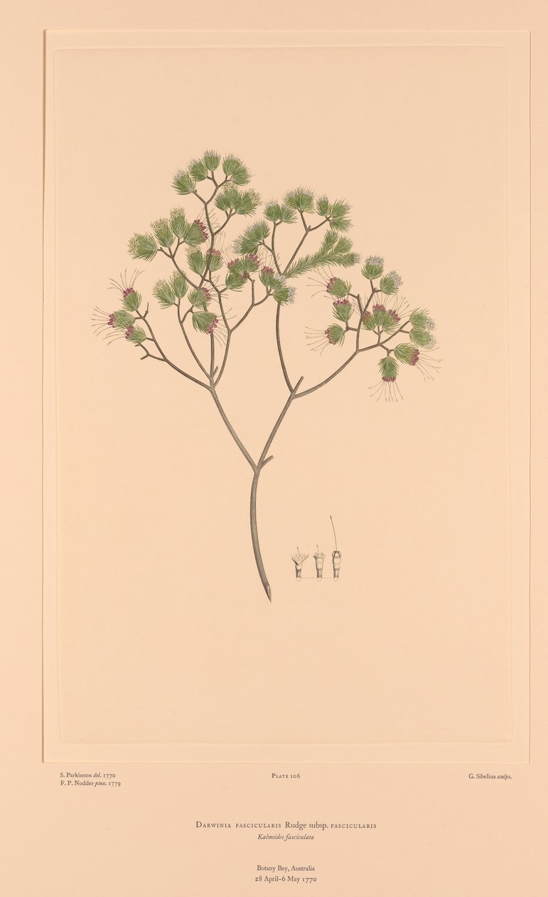 Florilège de Banks, Planche 106 Darwinia Fascicularis - Sydney (after) Parkinson